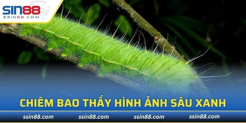 Chiêm bao thấy hình ảnh sâu xanh mang đến điềm tốt lành