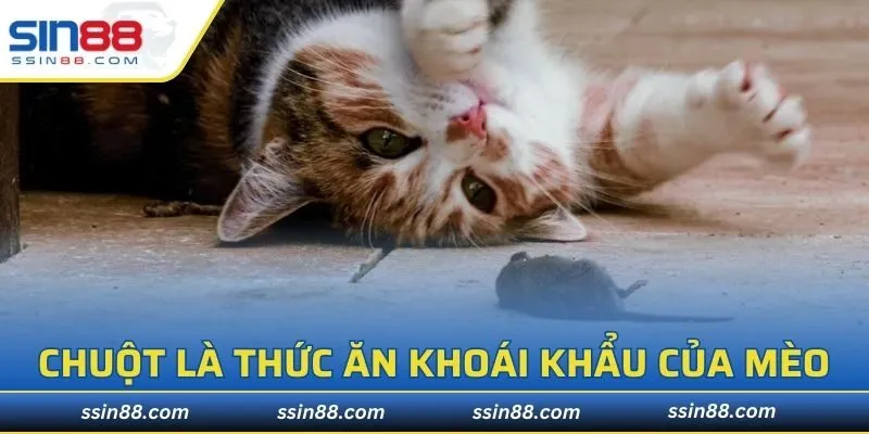 Chuột là thức ăn khoái khẩu của mèo trước kia