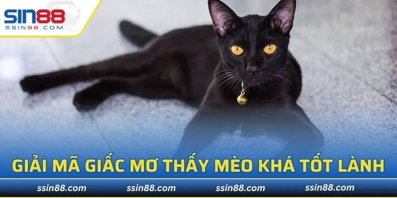 Giải mã giấc mơ thấy mèo khá tốt lành