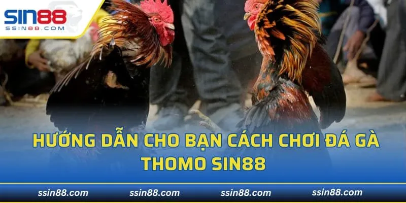 Hướng dẫn cho bạn cách chơi đá gà Thomo SIN88 