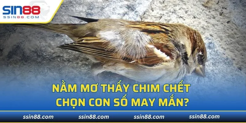 Nằm mơ thấy chim chết chọn con số may mắn?