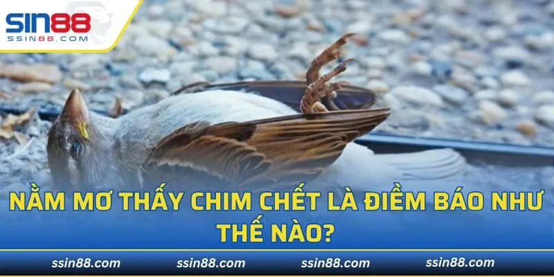 Nằm mơ thấy chim chết là điềm báo như thế nào?