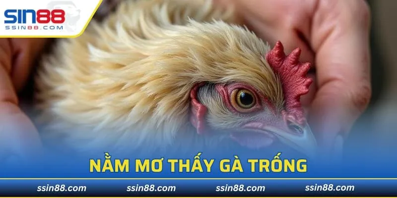 Nằm Mơ Thấy Gà Trống