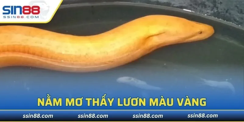 nằm mơ thấy Lươn màu vàng